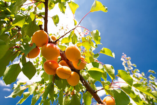 Ripe Apricots Growing on a Tree Against Blue Sky
