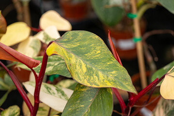 Philodendron Strawberry Shake with striking green leaves featuring yellow, cream and golden variegation, contrasted by vivid red stems. A colorful ornamental houseplant for indoor spaces. © fabrizio