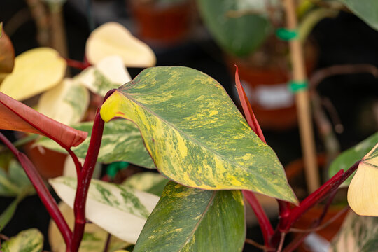 Philodendron Strawberry Shake with striking green leaves featuring yellow, cream and golden variegation, contrasted by vivid red stems. A colorful ornamental houseplant for indoor spaces.