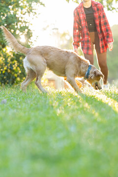 Dog walks on grass with owner in park during sunny afternoon