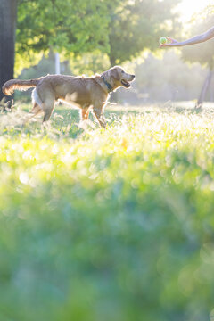 Dog plays fetch with owner in green park during sunny afternoon