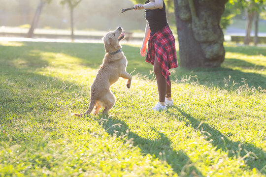 Dog plays fetch in a sunny park while a person holds a stick and smiles at the happy pet