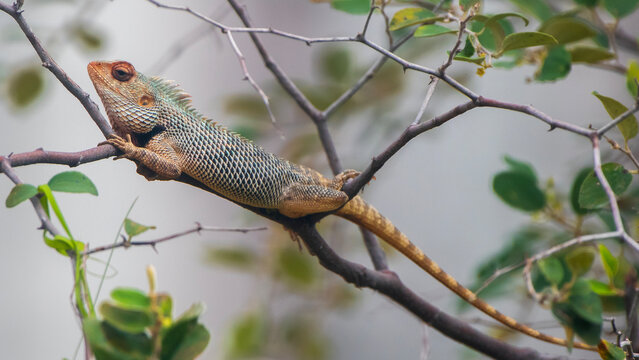 Garden Lizard siting on the tree 