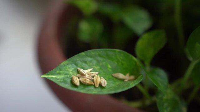 Barley grains Hordeum vulgare resting on a vibrant green pothos leaf Epipremnum aureum in a natural indoor plant pot setting video