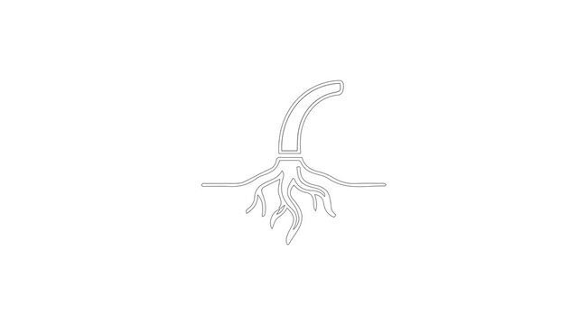 plant root structure line art vector animation video 