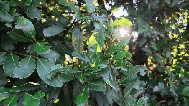 Close-up video of glossy foliage of bay laurel (Laurus nobilis) growing in natural surroundings. Sunlight filters through the dense evergreen leaves, revealing their texture