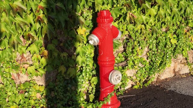 Video of a bright red fire hydrant installed beside a paved roadside and partially surrounded by climbing ivy