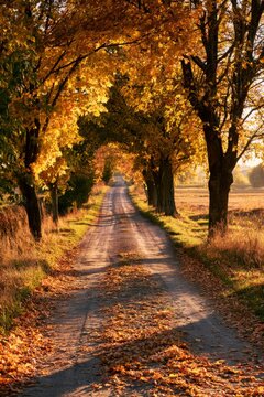 Autumn country road leading through colorful trees, vertical