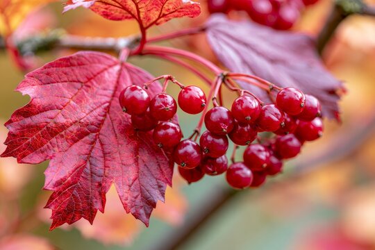 Guelder rose berries with vibrant red autumn leaves