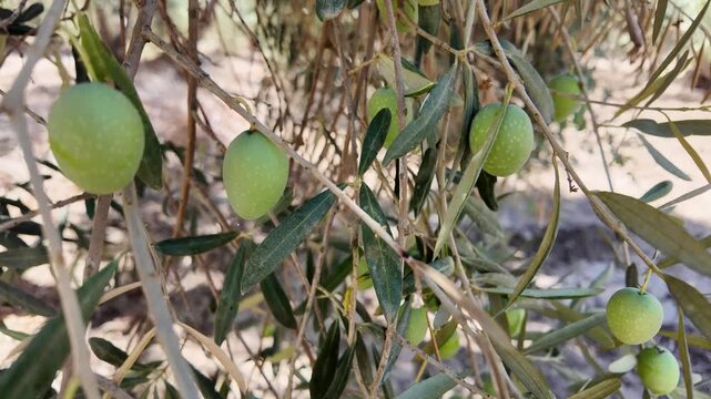 frut of olive