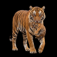 Fototapeta premium Tigress carrying her cub in mouth walking on transparent background