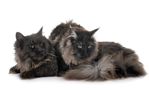 maine coon cats