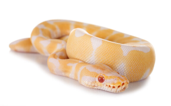 royal python in studio