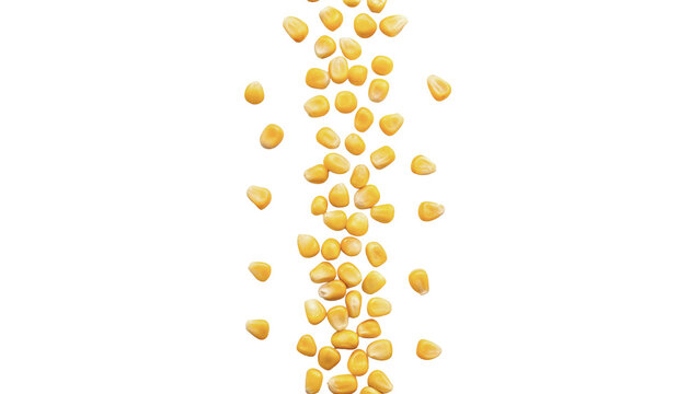 Vertical border row pattern of yellow corn seeds isolated on transparent background