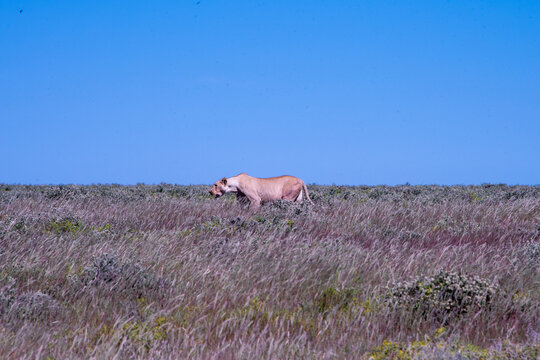 A lioness silently prowls through the arid grass of Etosha National Park in Namibia, intently stalking her prey across the dusty African savannah.