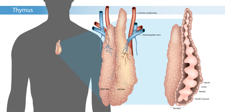 Human Thymus Gland Anatomy Location Structure and Internal Histology Medical Illustration. Thymus Anatomy Diagram Showing Lobes Cortex Medulla and Hassall&rsquo;s Corpuscles