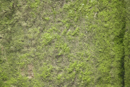 green moss background