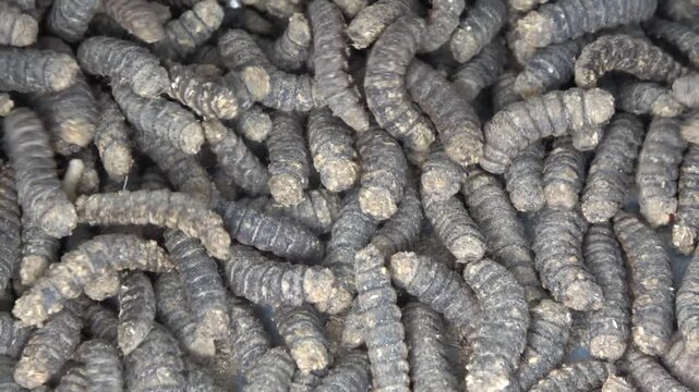 Macro photography of mass maggot larvae crawling, agriculture and farming background