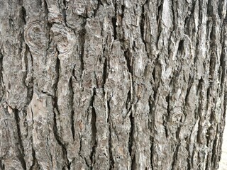 Fototapeta premium Close up of rough tree bark texture. Natural wood surface pattern with deep vertical fissures