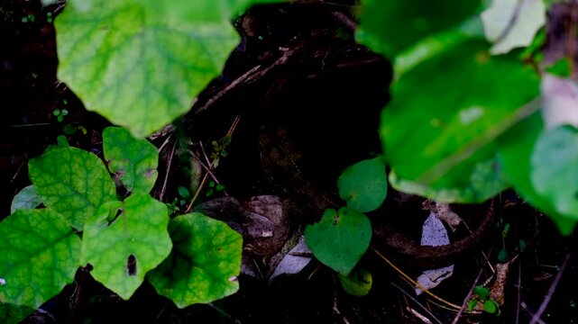 Rare prehistoric Tuatara reptile hiding in shade of plants on forest floor in New Zealand Aotearoa