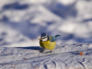 A close-up shot of a cute Eurasian blue tit standing on a snow-covered surface on a sunny winter day, holding a small piece of food in its beak. © Roger