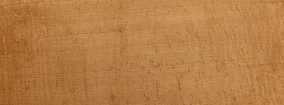 American beech wood grain texture background
