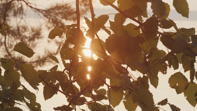 Sun shines through the leaves