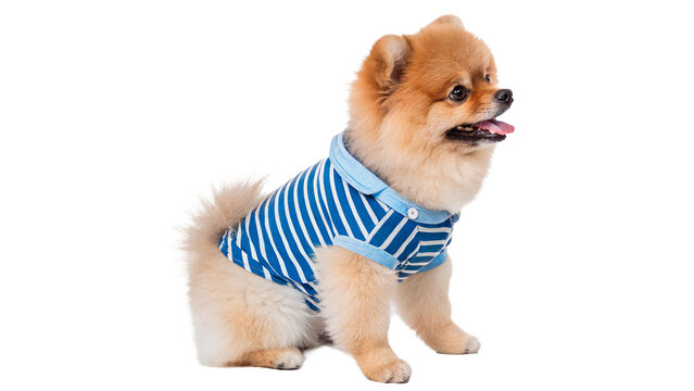 Cute pomeranian spitz dog puppy wearing striped t-shirt isolated on transparent background