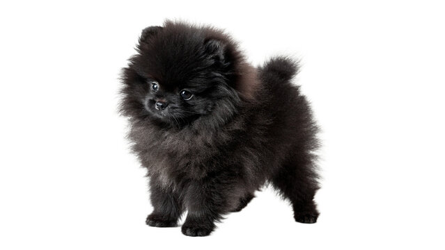 Cute small black fluffy pom spitz puppy sitting isolated on transparent background