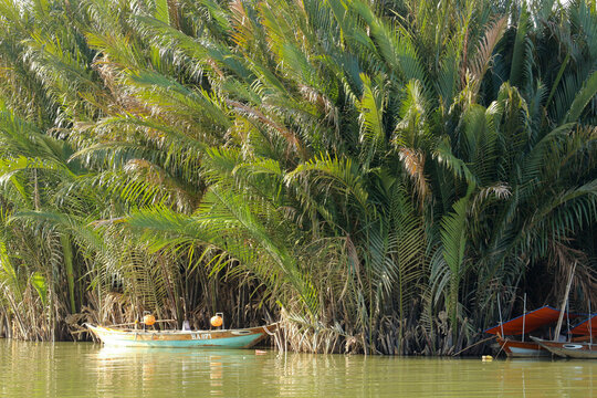 Traditional wooden boat moored by dense green water coconut palm trees in the Cam Thanh eco-wetlands near Hoi An, Vietnam.