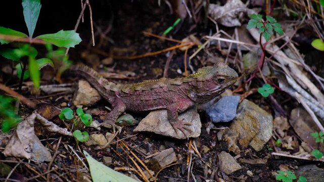Tuatara reptile with pink reddish and olive green skin breathing with stomach moving in and out in New Zealand Aotearoa