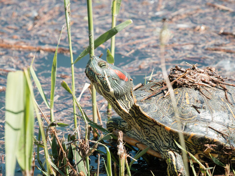 Invasive red-eared slider turtle, Trachemys scripta elegans, in its naturalized wetland habitat