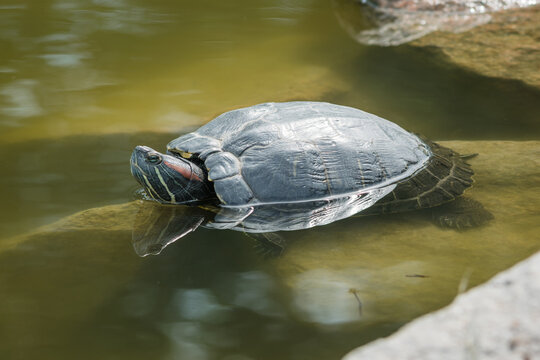 Red-eared slider turtle (Trachemys scripta elegans) resting on a rock in a pond