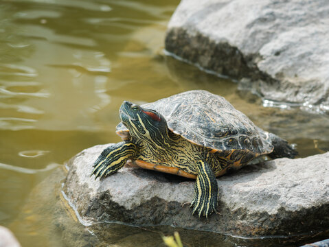 Red-eared slider turtle Trachemys scripta elegans on a rock by water