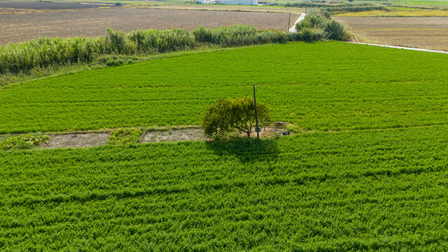 Aerial View of Green Crop Field with Lone Tree in Turkey