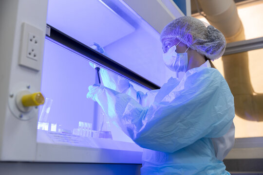 Women scientist uses micropipette to handle samples inside laboratory safety cabinet. scientist, laboratory, research, biosafety, biotechnology. Biosafety research concept.