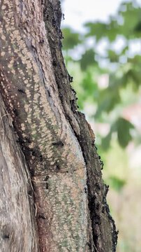 Colony of black ants walking on wooden tree trunk
