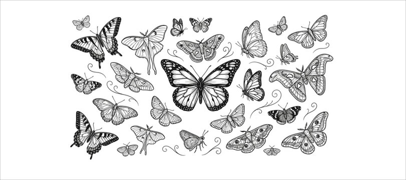 Collection of hand drawn butterflies in a detailed black and white ink sketch style
