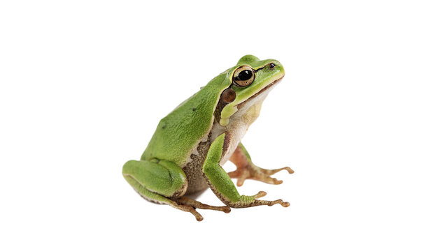 Small green tree frog amphibian animal on transparent background