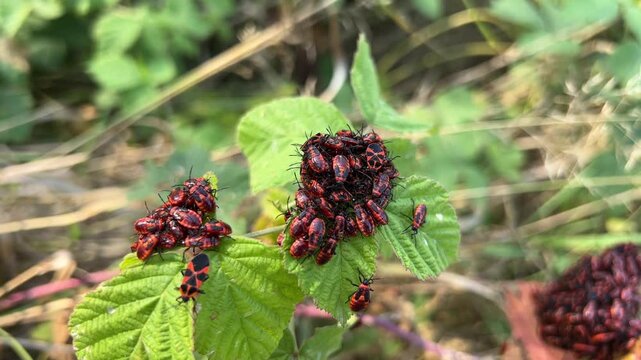 Aggregation of nymphs and adult firebugs (Pyrrhocoris apterus) on the leaves. (Autumn, Dniester delta).