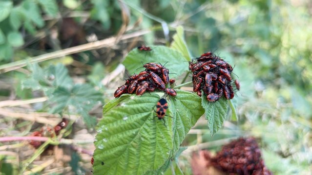Aggregation of nymphs and adult firebugs (Pyrrhocoris apterus) on the leaves. (Autumn, Dniester delta).