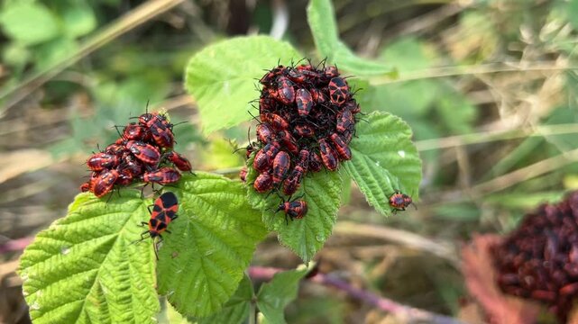 Aggregation of nymphs and adult firebugs (Pyrrhocoris apterus) on the leaves. (Autumn, Dniester delta).
