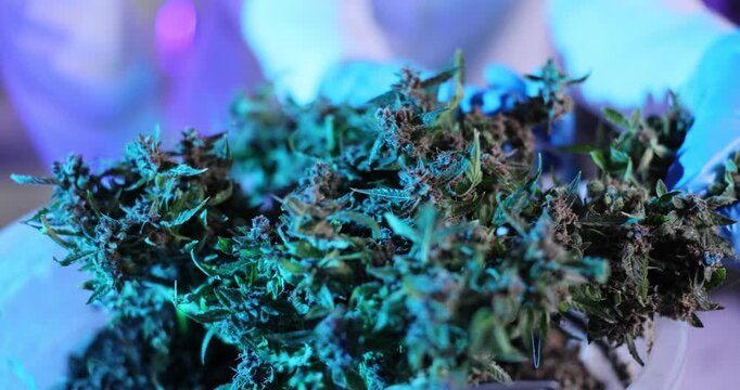 Researcher carefully trims dense buds of cannabis plant. Scientist documents visible characteristics of cannabis in research laboratory. Slow motion