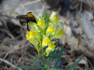Common toadflax (Linaria vulgaris) with delicate yellow flowers growing among grasses in a meadow, with a bumblebee feeding on the blossoms. A natural summer scene highlighting wildflowers, pollinatio © Angelika