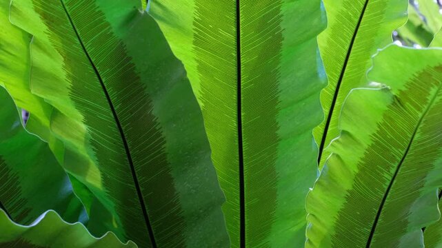 Bird's Nest Fern (Asplenium Nidus) Close-Up - Large Tropical Fern Indonesia