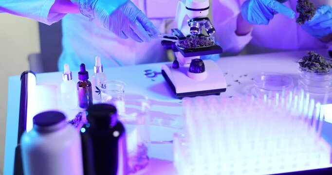 Scientists in gloves inspect cannabis flowers under precision microscope. Team of women researchers carefully documents observations. Slow motion