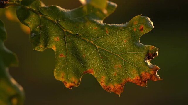 An oak leaf shows autumn colors while backlit by the warm golden hour light in a natural setting