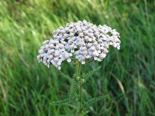 Common yarrow (Achillea millefolium) growing naturally in a meadow, with clusters of small white flowers above delicate green foliage. A simple summer nature scene showing a common wildflower in its n © Angelika