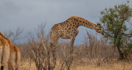 Majestic giraffe in its natural savannah landscape, characterised by its long neck, distinctive coat pattern and calm, elegant demeanour, in Kruger National Park South Africa © Mathis