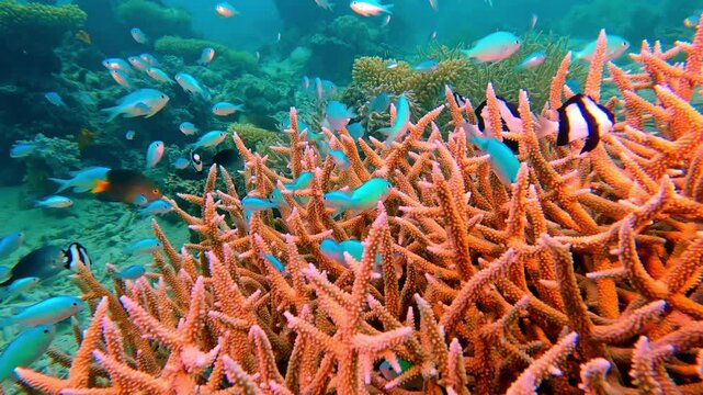 Blue reef fish swimming around branching staghorn coral, creating a dynamic scene of biodiversity and marine ecosystem health in the warm tropical ocean. Rainbow Reef, Fiji Islands